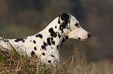 DALMATIEN 406